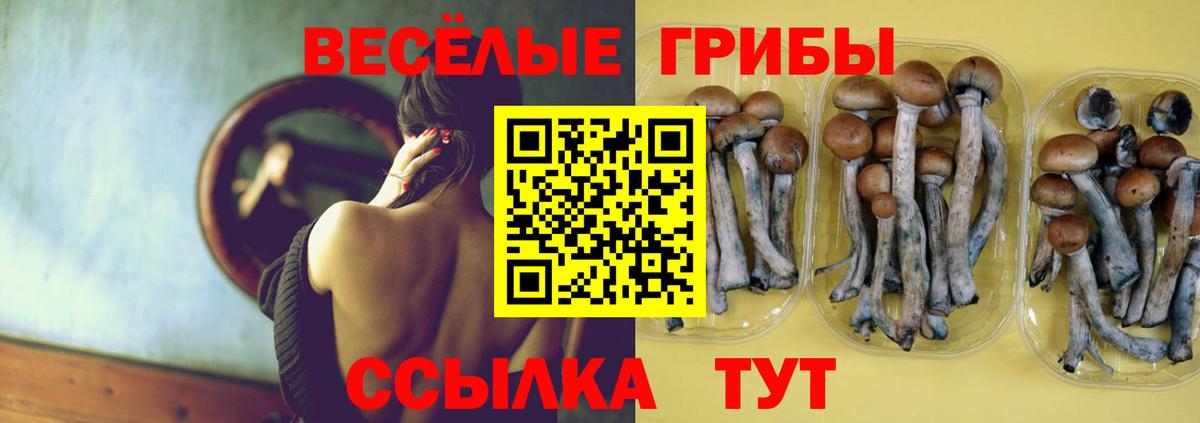 Псилоцибиновые грибы Cubensis Назарово